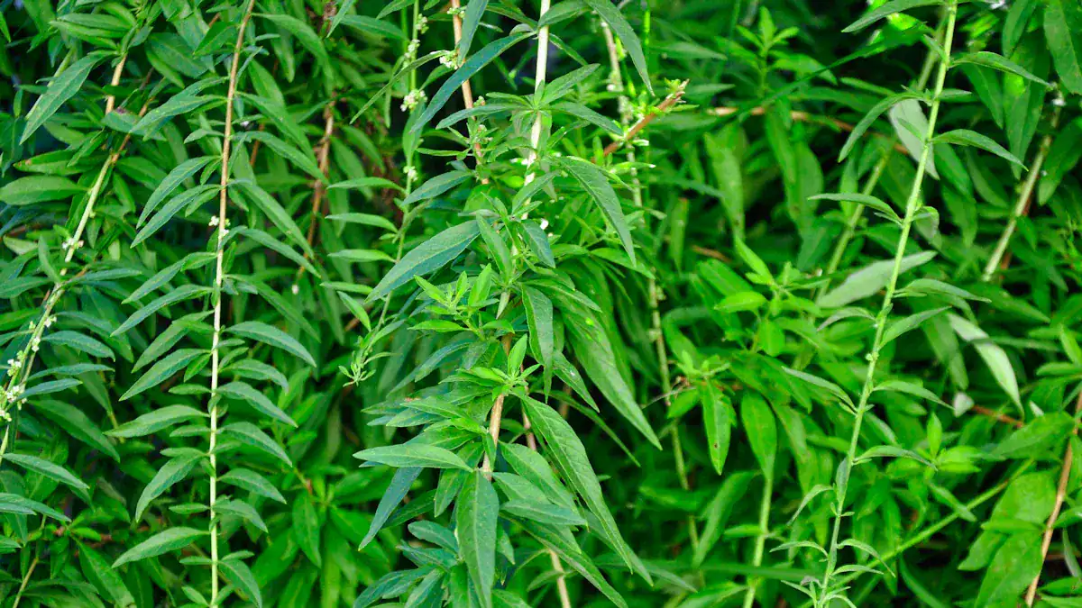 What Is Lemon Verbena?