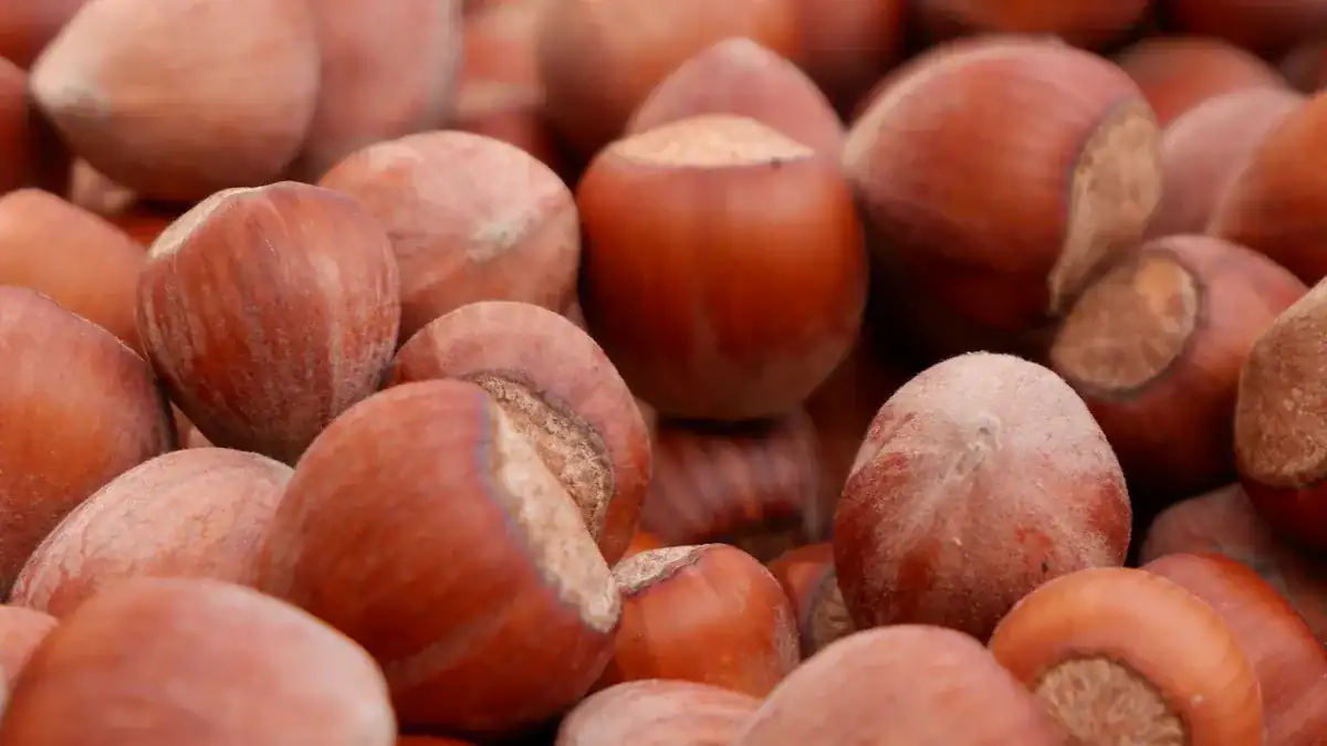 Unlocking Hazelnuts Nutrition Benefits