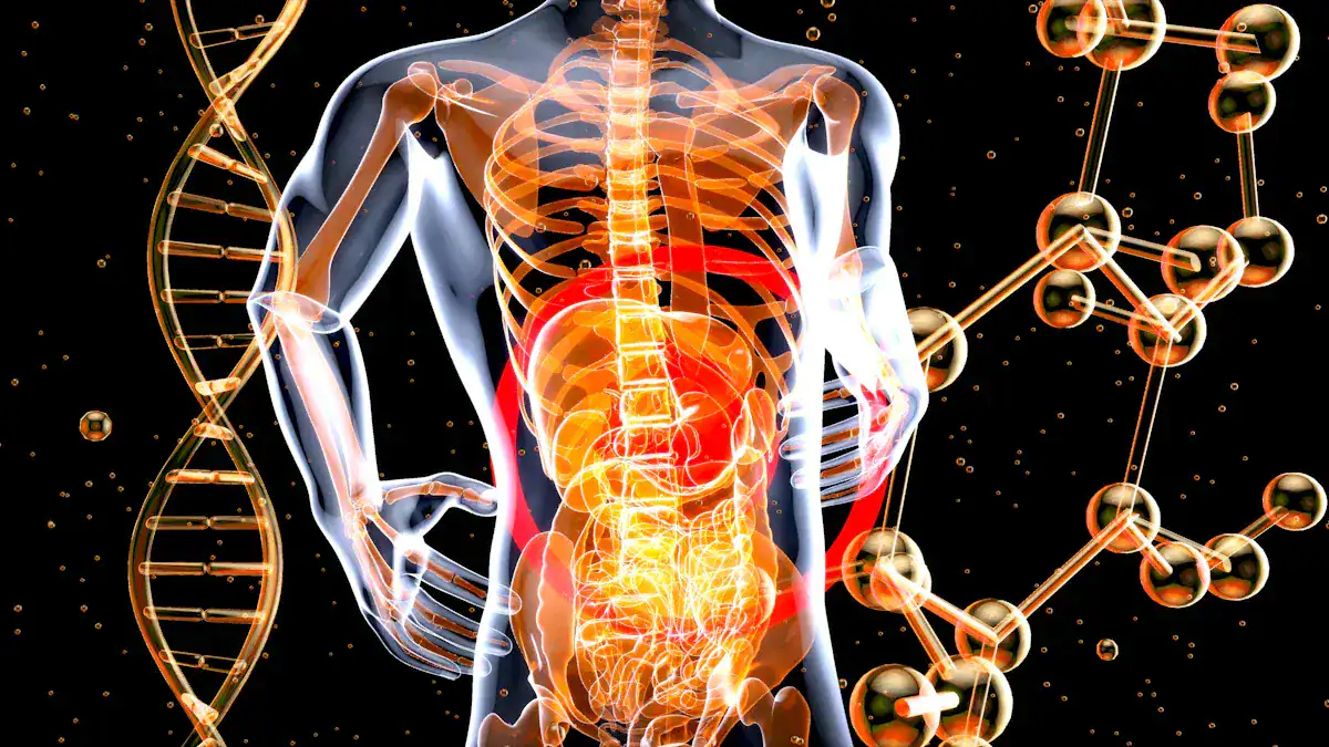 Left Abdomen: Key Organs