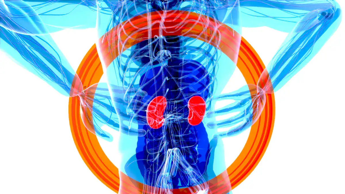 Where The Gallbladder Is