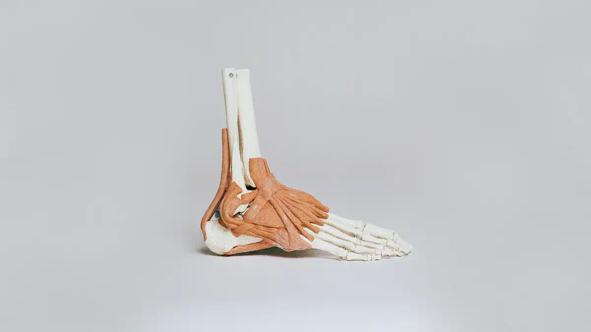Foot Anatomy Diagram: Complete Bone & Ligament Map