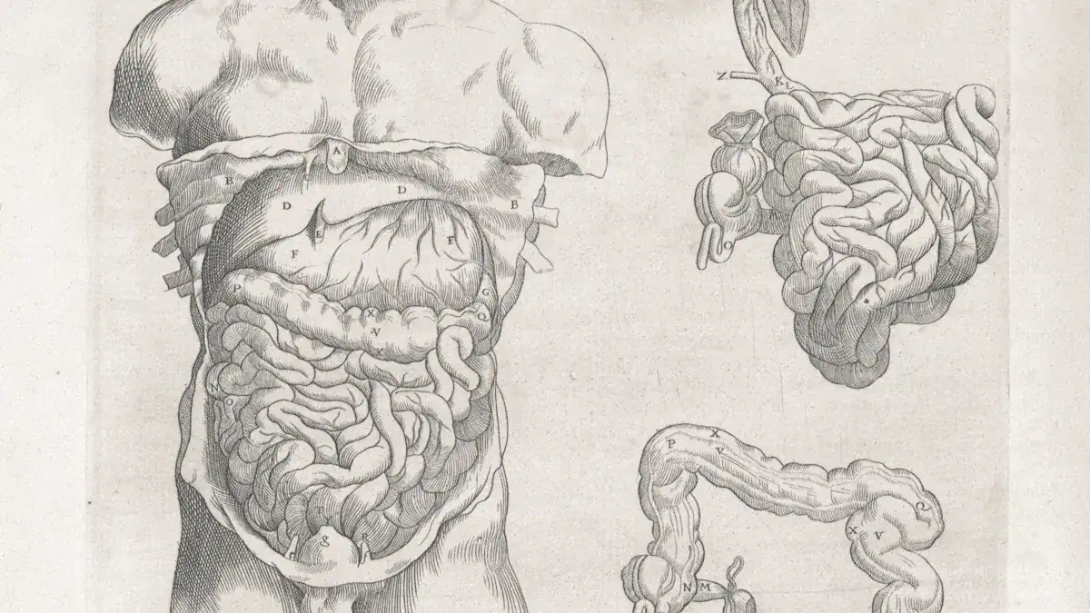 Right Upper Quadrant Organs: Key Structures