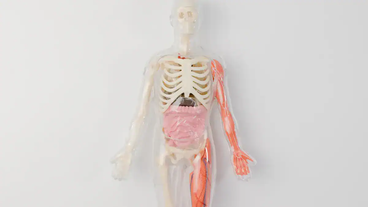Essential Human Anatomy Overview