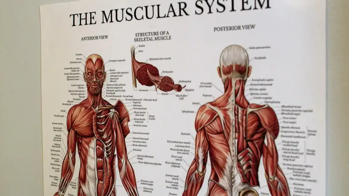 Core Anatomy Diagram