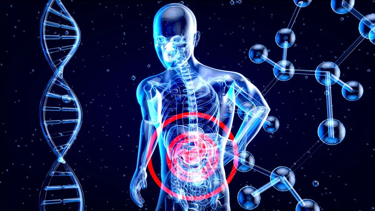 Understanding AST And ALT Enzymes
