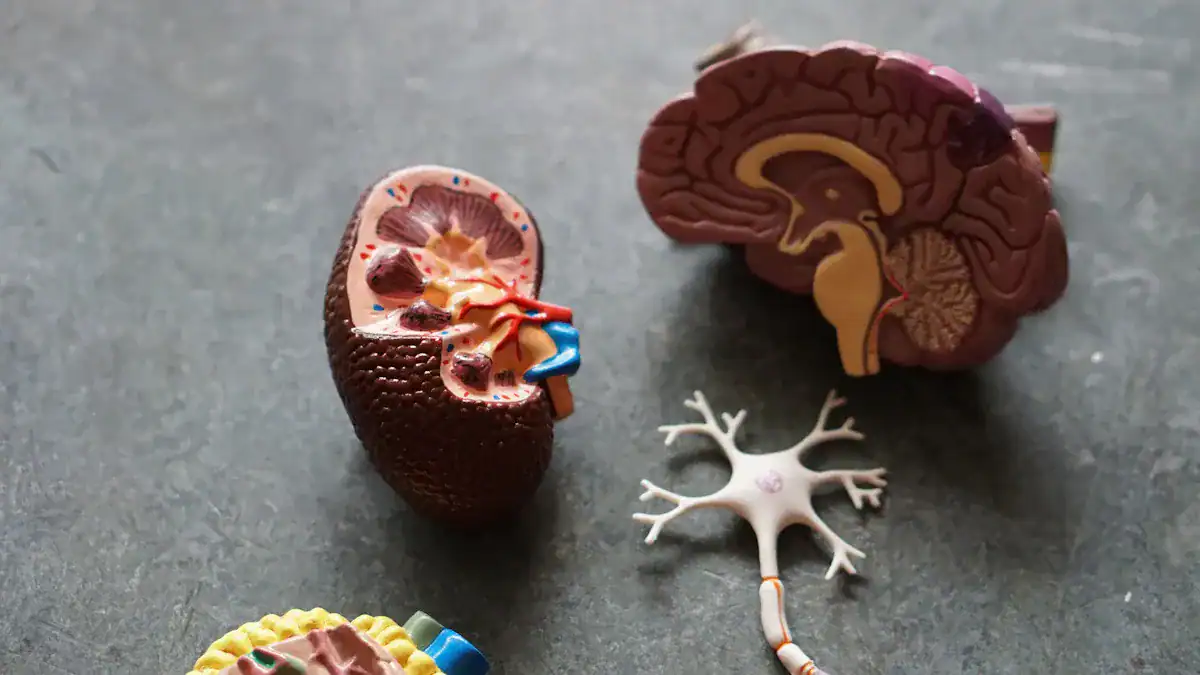 Where Is The Gallbladder Located? Quick Anatomy