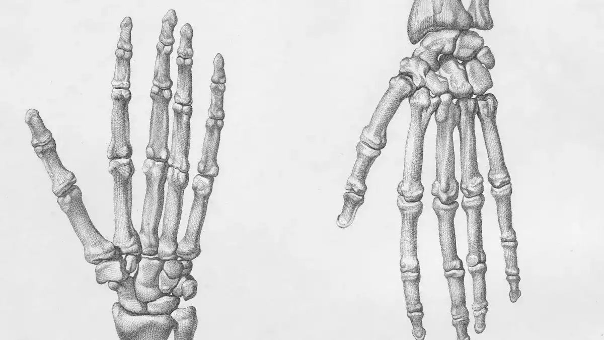 Hand Bones: Detailed Carpal, Metacarpal Anatomy Map