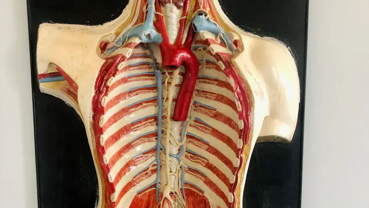 Torso Anatomy: Essential Core Muscle Diagram