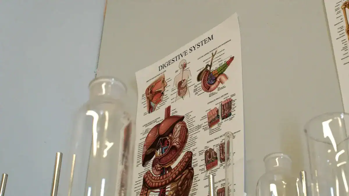 Understanding Gallbladder Anatomy