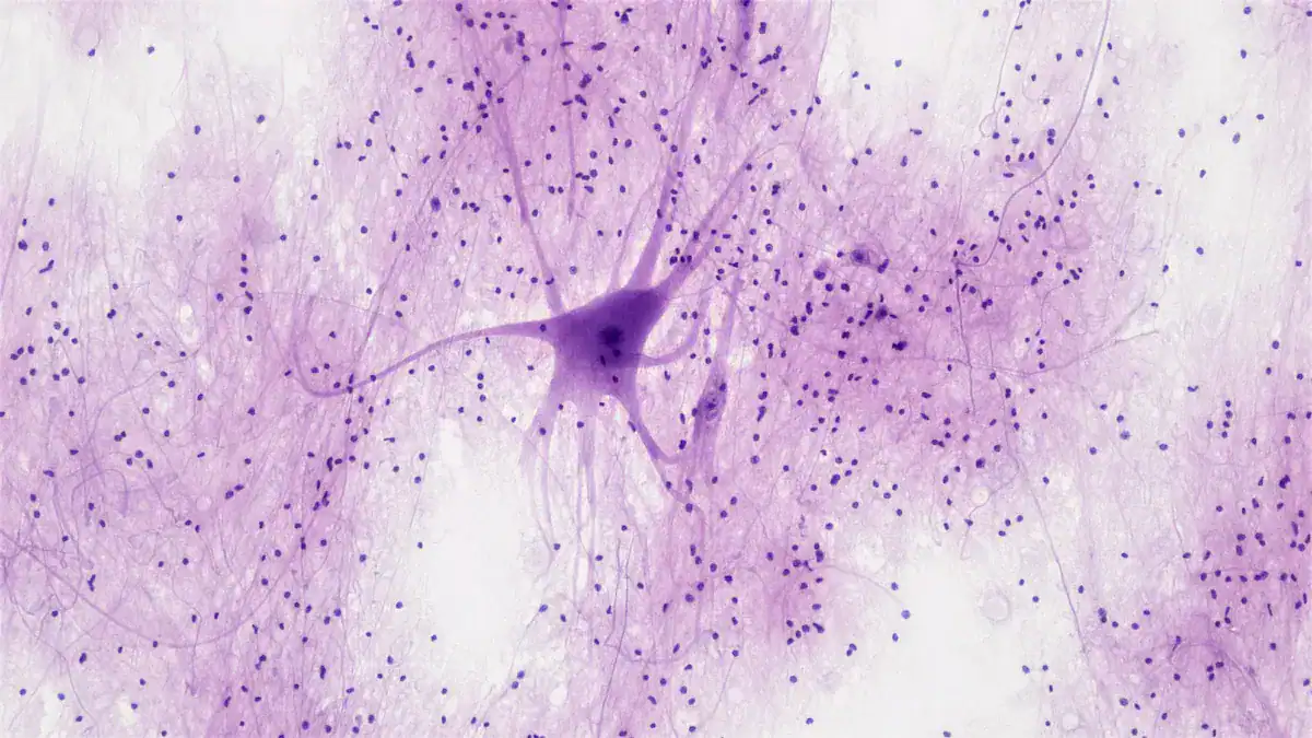What is a Dermatome: Your Spinal Nerve Chart