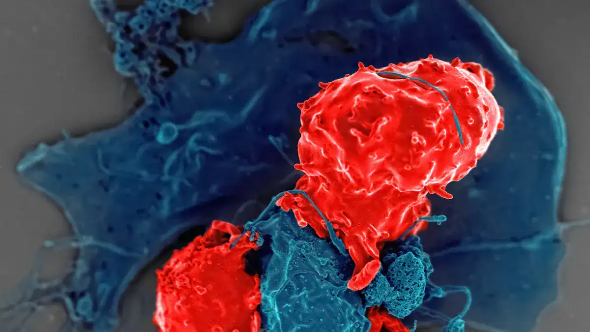 Understanding White Blood Cells