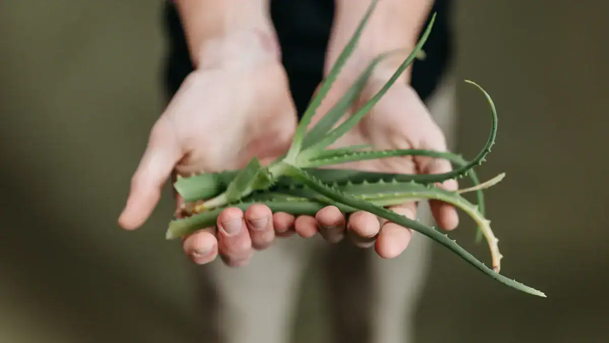 Benefits of Aloe Vera for Skin