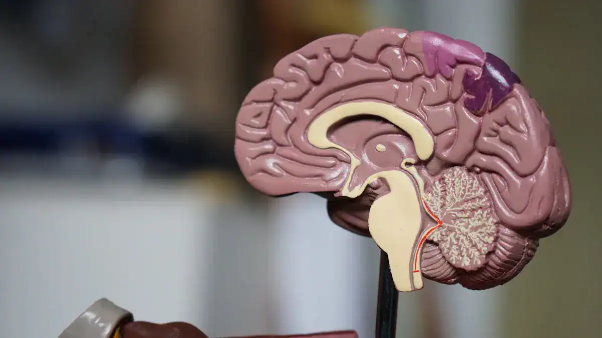 The Hippocampus: Your Brain'
style=