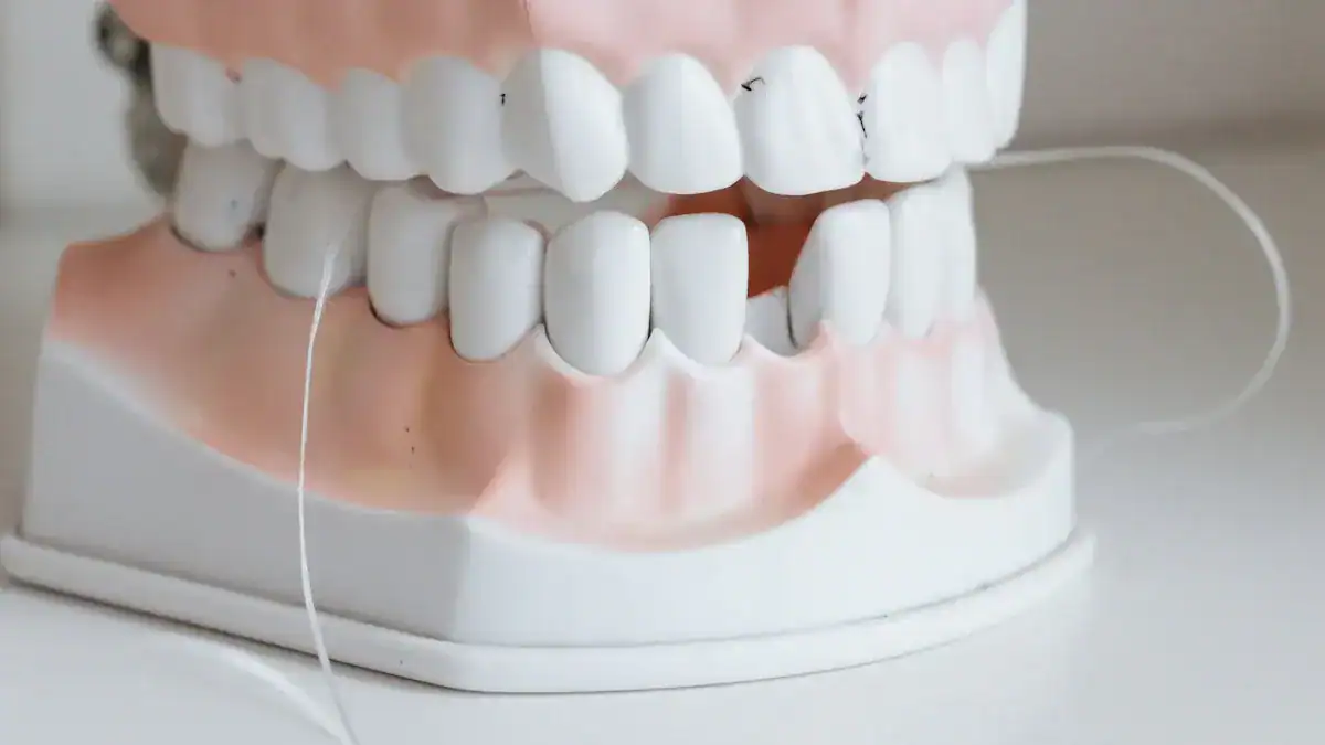 Tooth Chart: Complete Adult and Child Dental Diagram