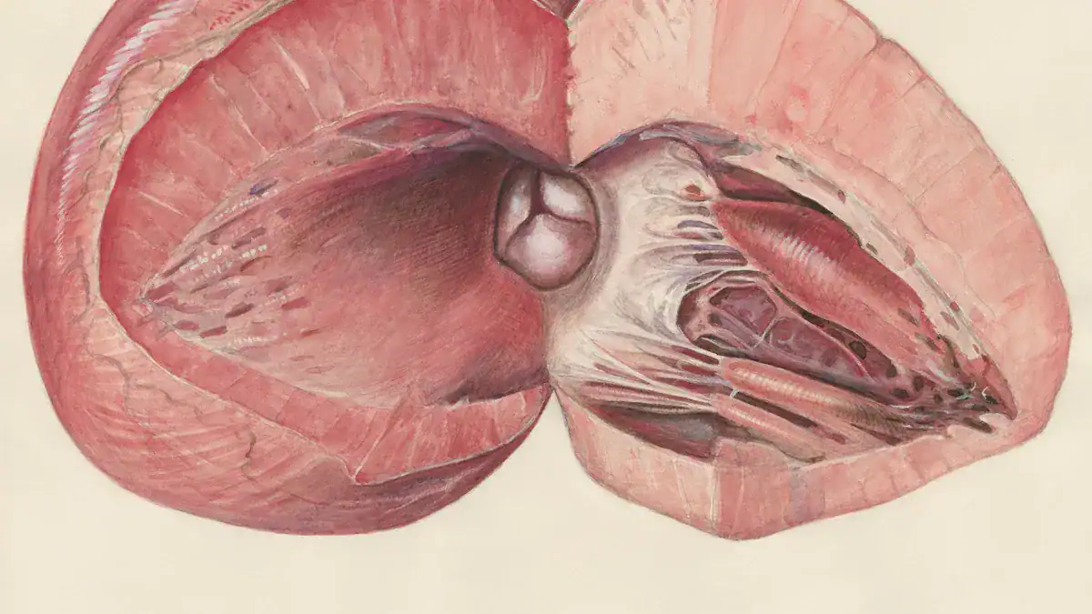 How Much Can Bladder Hold? Crucial Capacity Facts