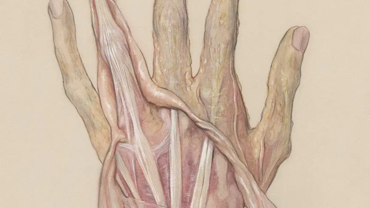 What is Arm Anatomy: Essential Bone, Muscle, & Nerve Diagram