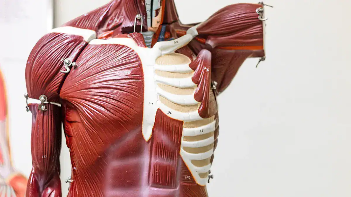 Thigh Muscle Anatomy Explained
