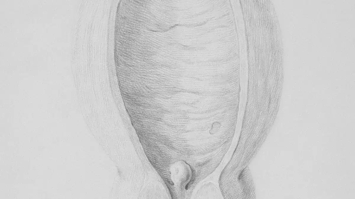 Normal Bladder Capacity: How Much Urine Can the Bladder Hold?