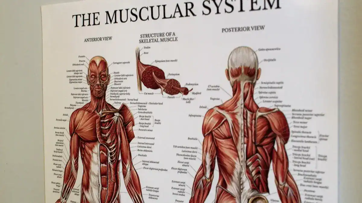 Types of Muscular System Diseases: Symptoms & Facts