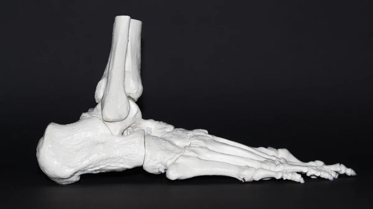 Cuboid Bone: Anatomy and Function