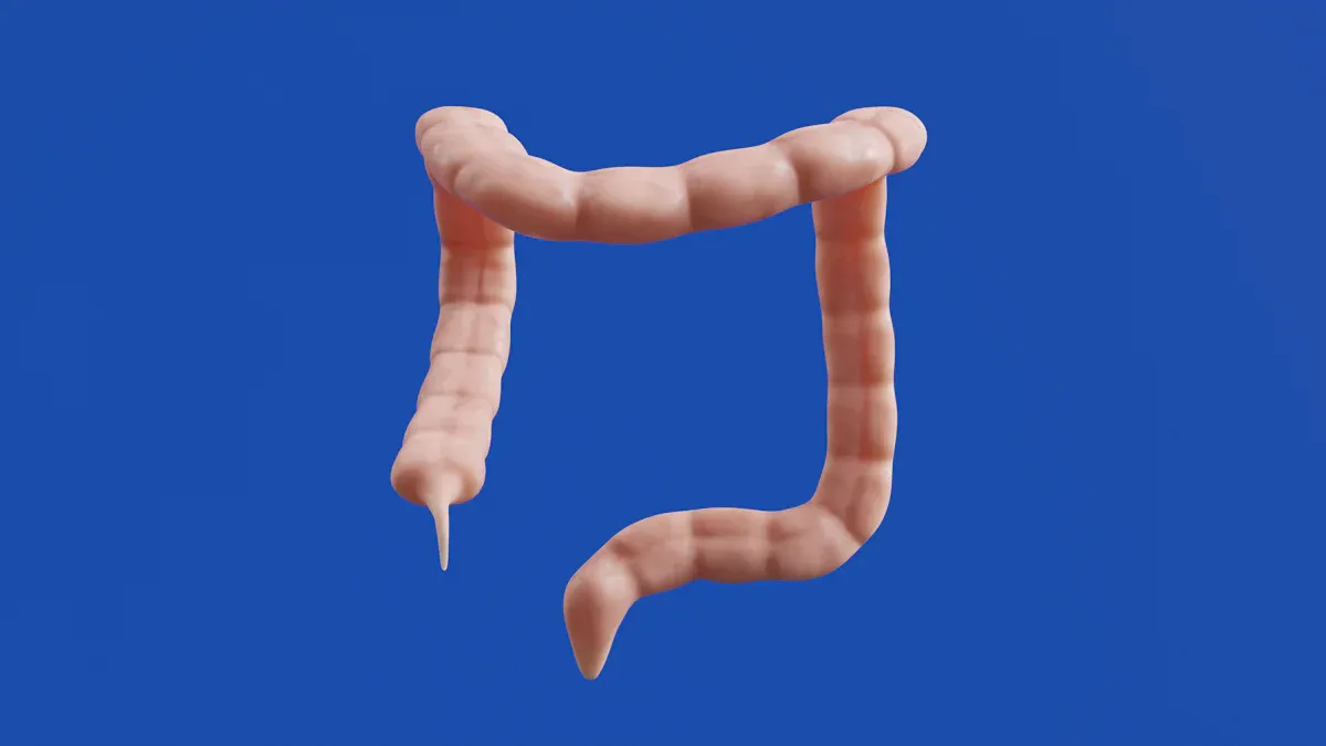 Large Intestine Diagram: Anatomy, Function & Digestive Role