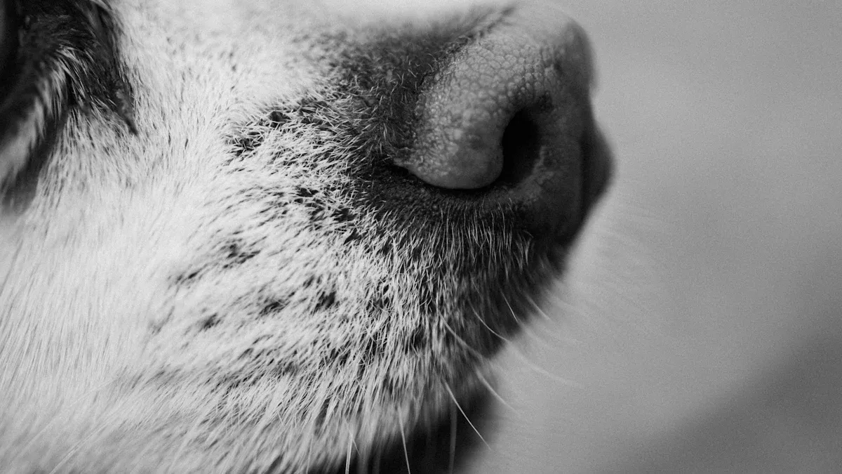 Urgent Nasal Issues and Runny Nose