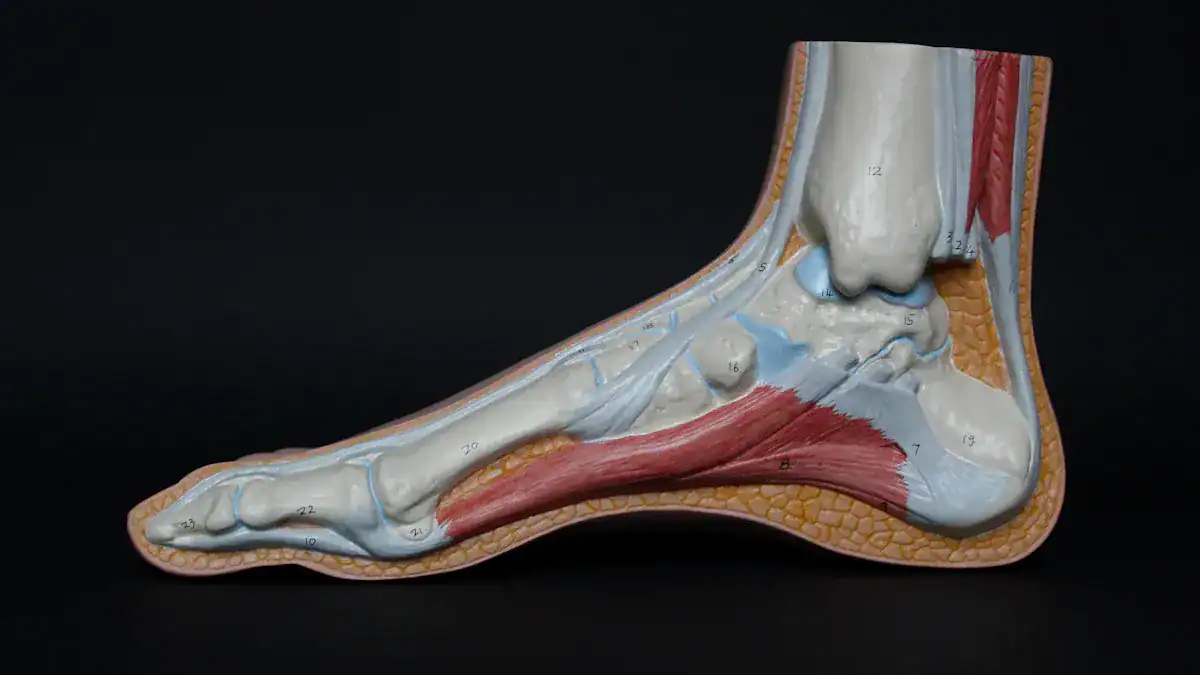 Ankle Anatomy Basics