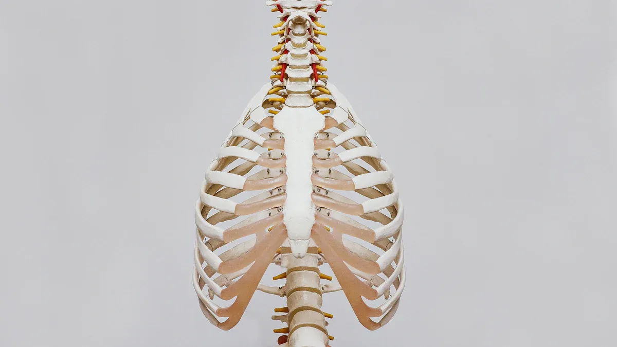 Upper Back Anatomy