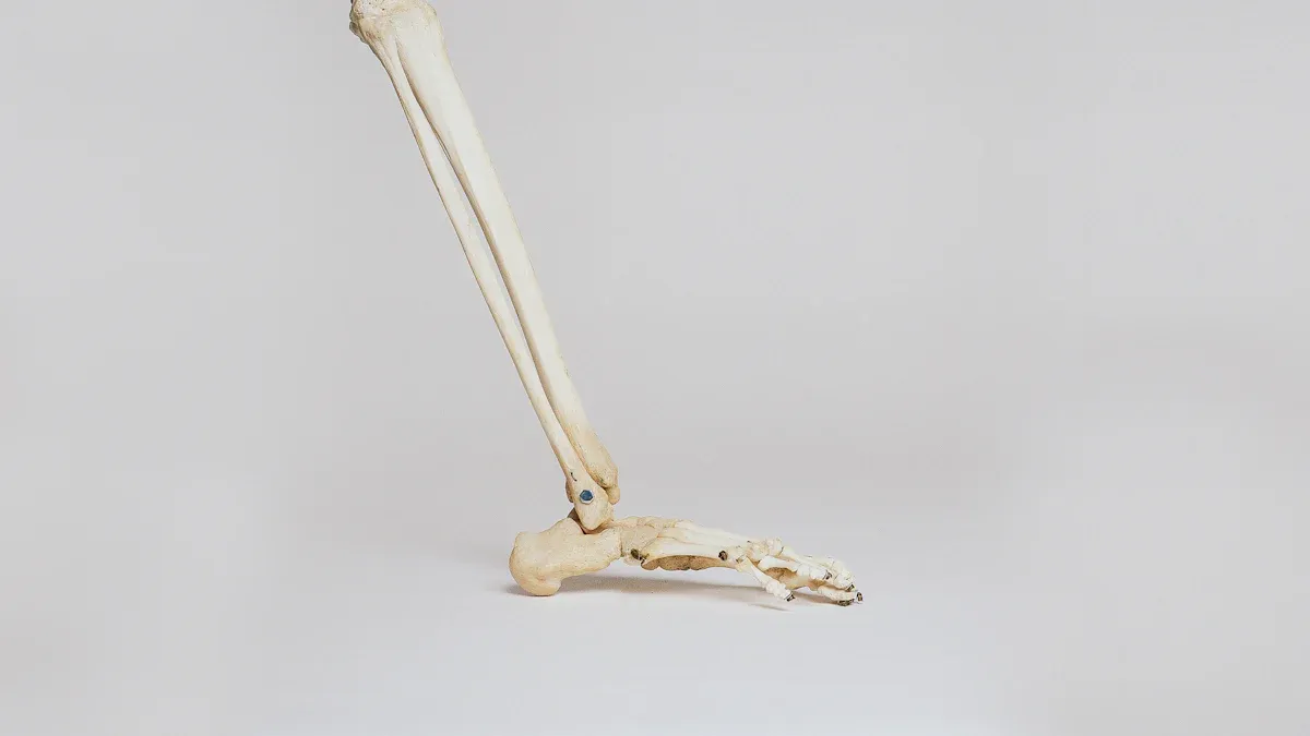 Leg Bone Anatomy and Structure