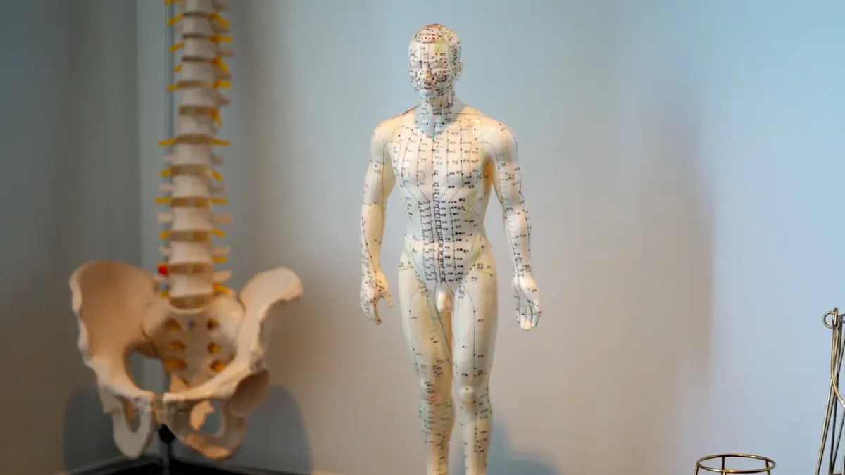 Dermatome Map: Essential Guide to Nerve Segments & Pain