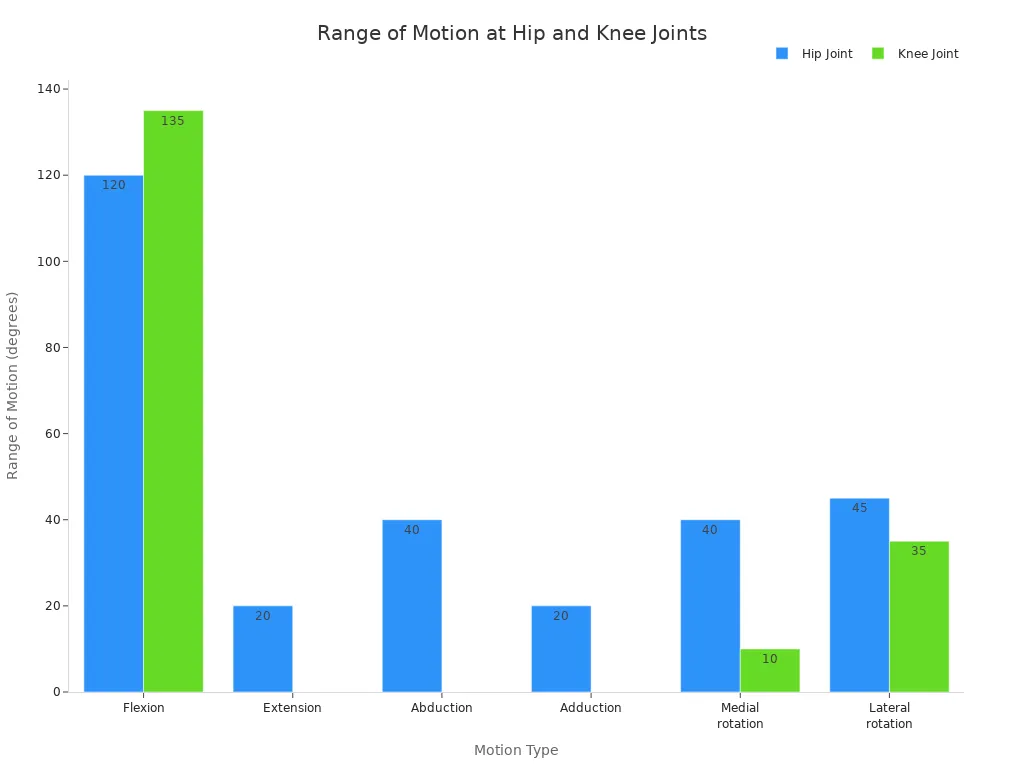 A bar chart comparing the range of motion in degrees for various movements at the hip and knee joints. The hip joint shows higher ranges for flexion and lateral rotation, while the knee joint has a high range for flexion.